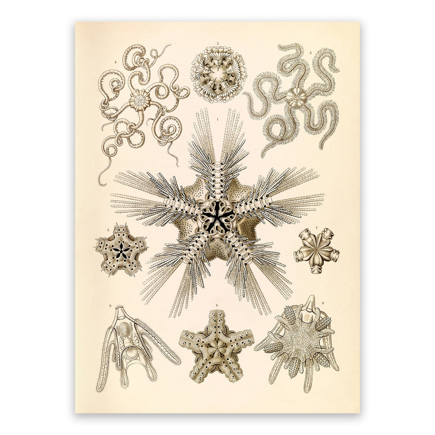 Brittle Star Species Print: Ernst Haeckel Oceanography Art NH97