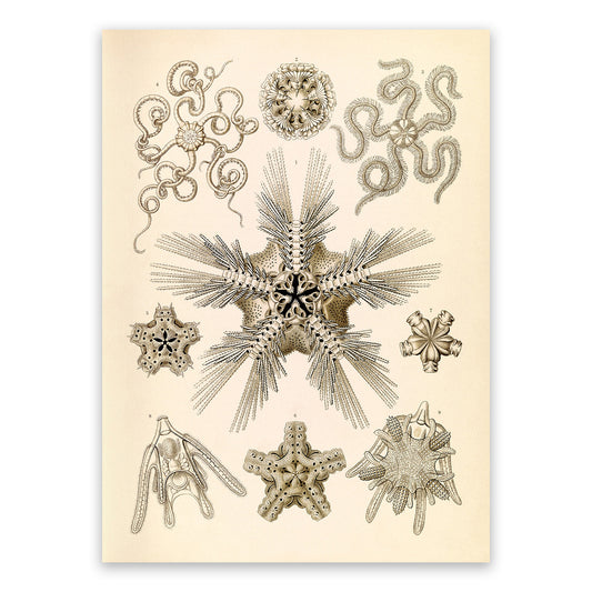 Brittle Star Species Print: Ernst Haeckel Oceanography Art NH97