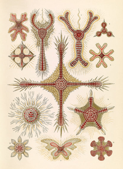 Marine Plankton Print: Ernst Haeckel Radiolarian Sea Life Art NH98