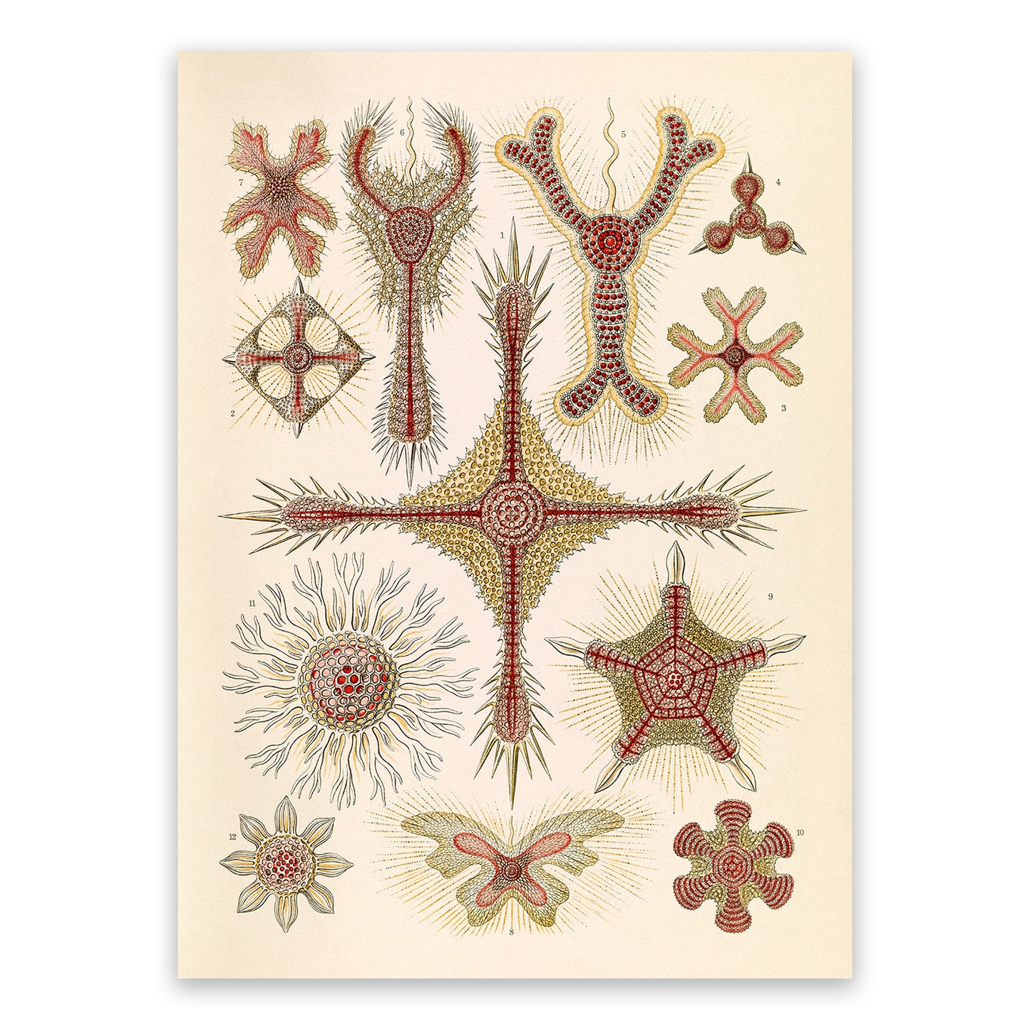 Marine Plankton Print: Ernst Haeckel Radiolarian Sea Life Art NH98