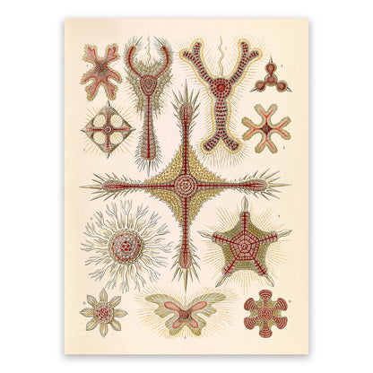 Marine Plankton Print: Ernst Haeckel Radiolarian Sea Life Art NH98