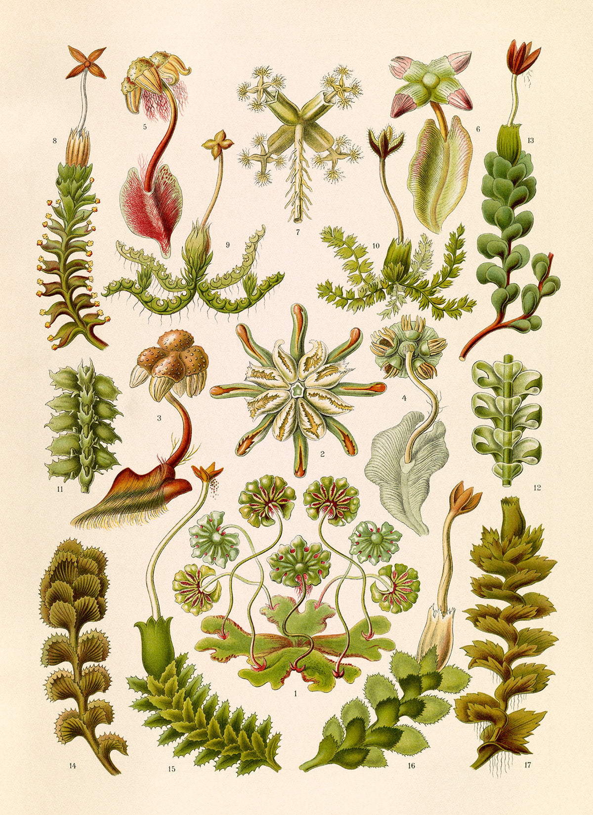 Liverwort Botanical Print: Ernst Haeckel Plant Life Art NH99
