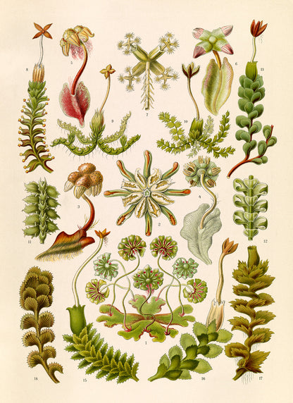 Liverwort Botanical Print: Ernst Haeckel Plant Life Art NH99