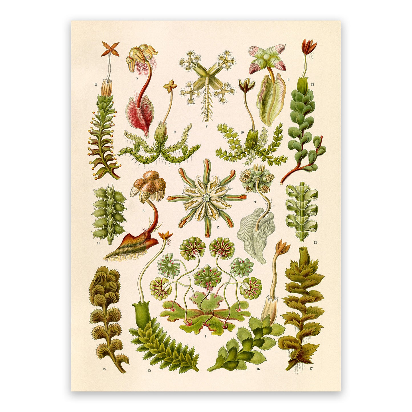 Liverwort Botanical Print: Ernst Haeckel Plant Life Art NH99