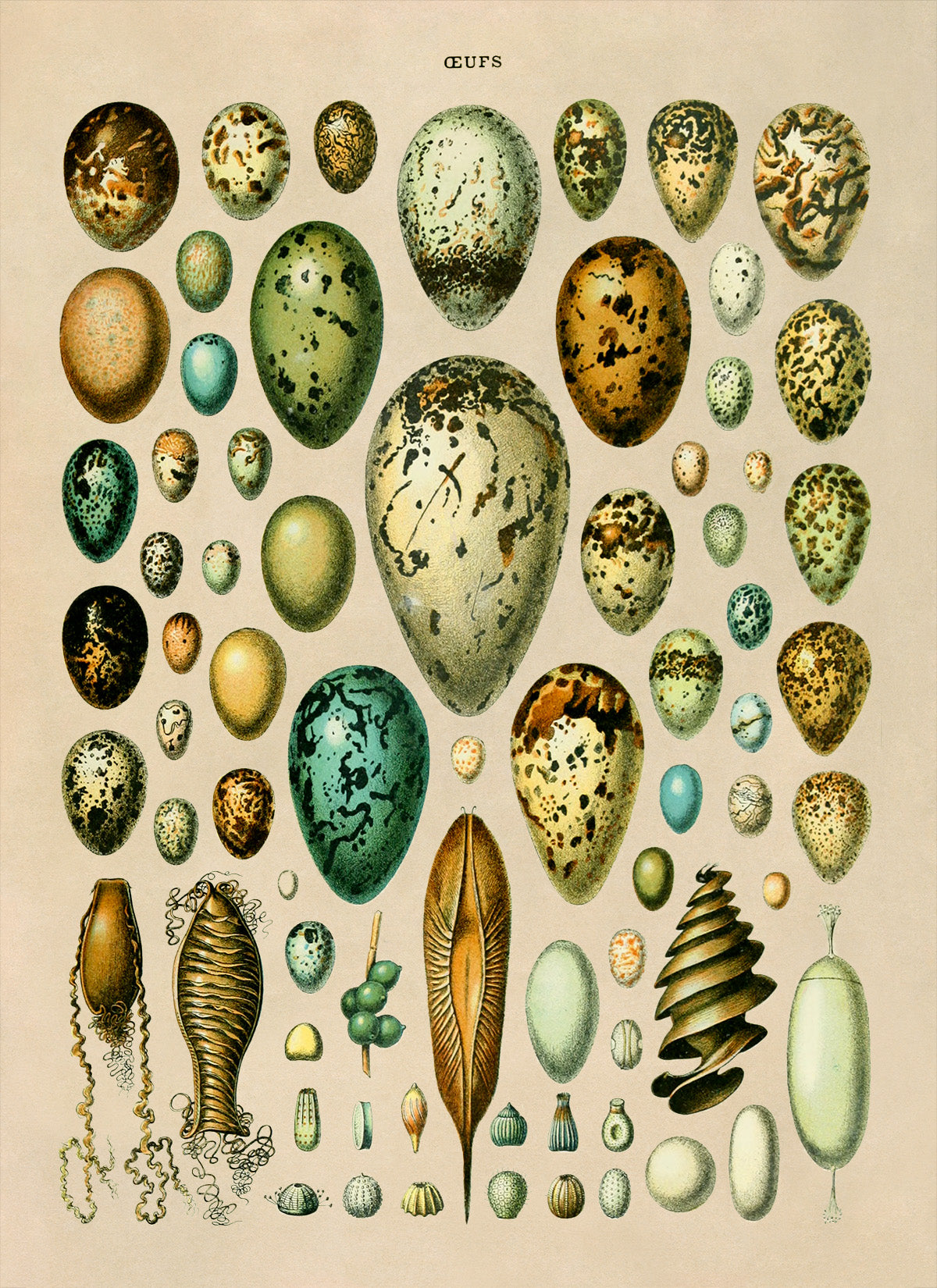 Egg Variety Illustration Print, AM021