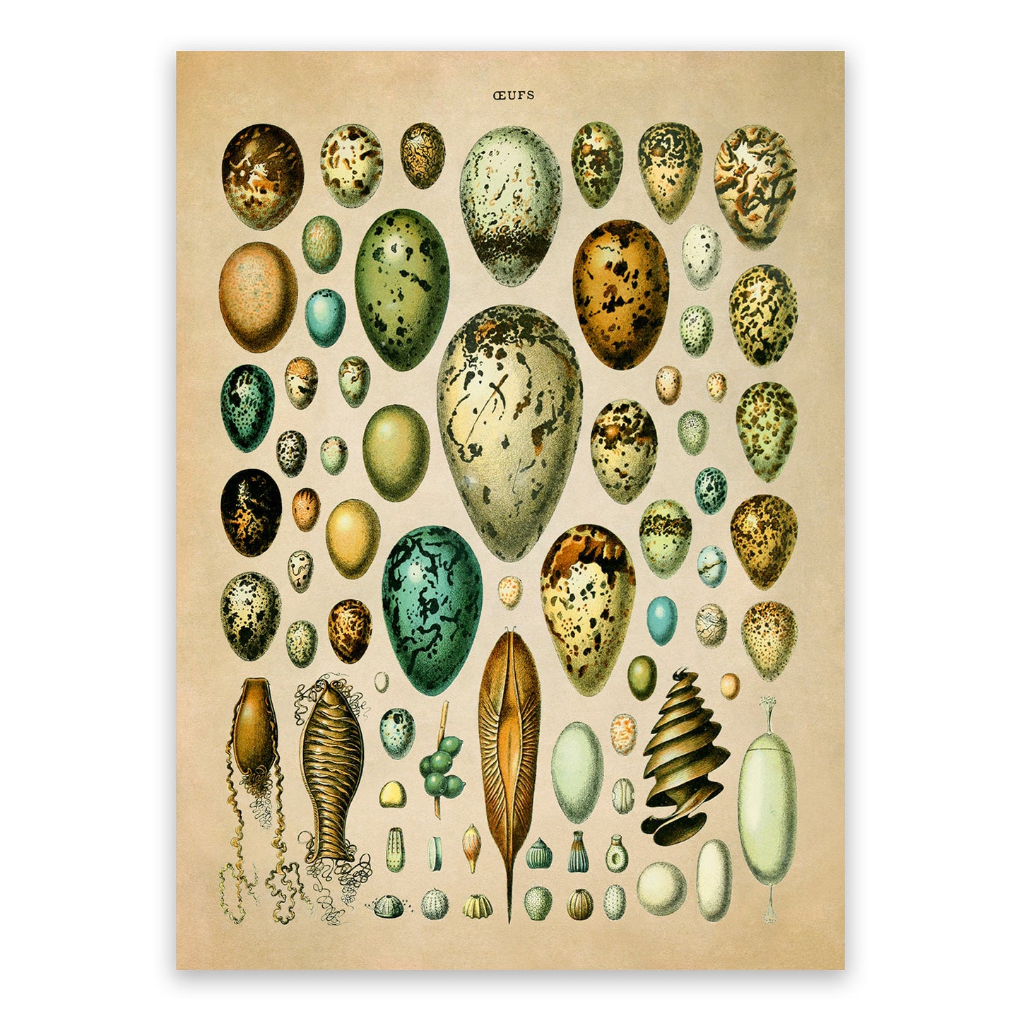 Egg Variety Illustration Print, AM021