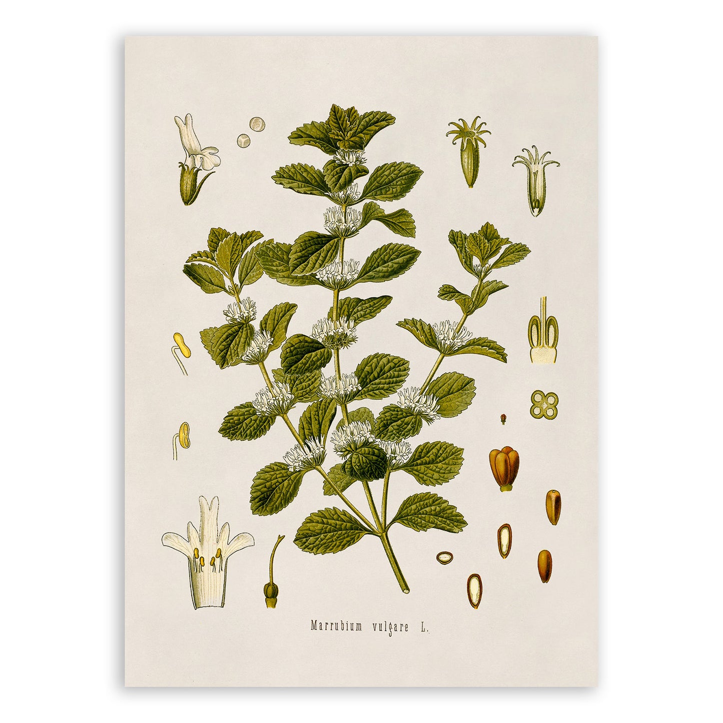 White Horehound Plant Botanical Illustration Print, MOBO100