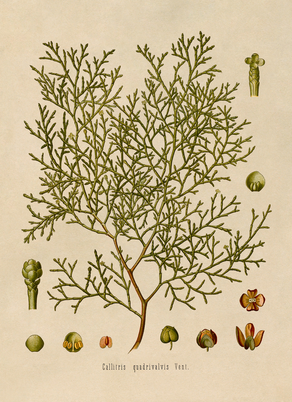 Sandarac Tree Botanical Illustration Print, MOBO101