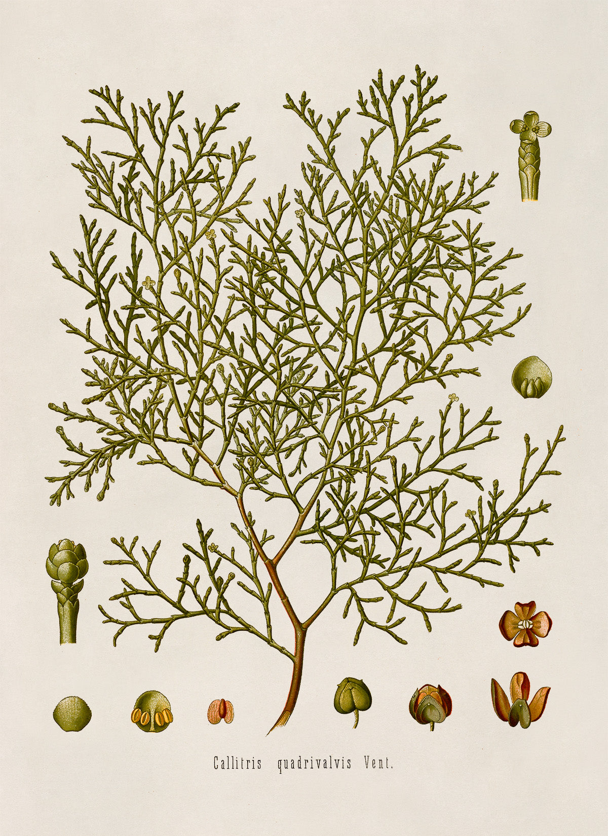 Sandarac Tree Botanical Illustration Print, MOBO101