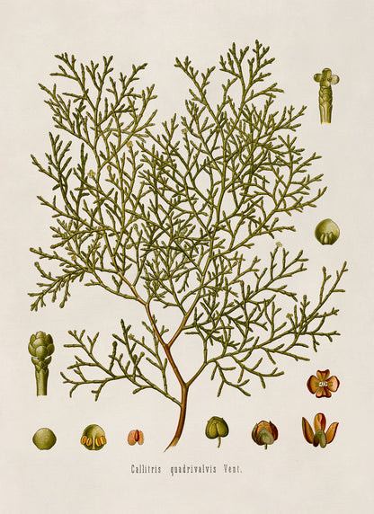 Sandarac Tree Botanical Illustration Print, MOBO101