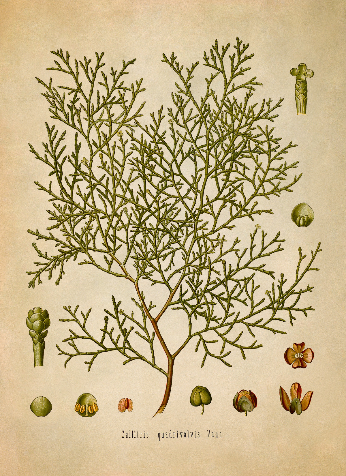 Sandarac Tree Botanical Illustration Print, MOBO101