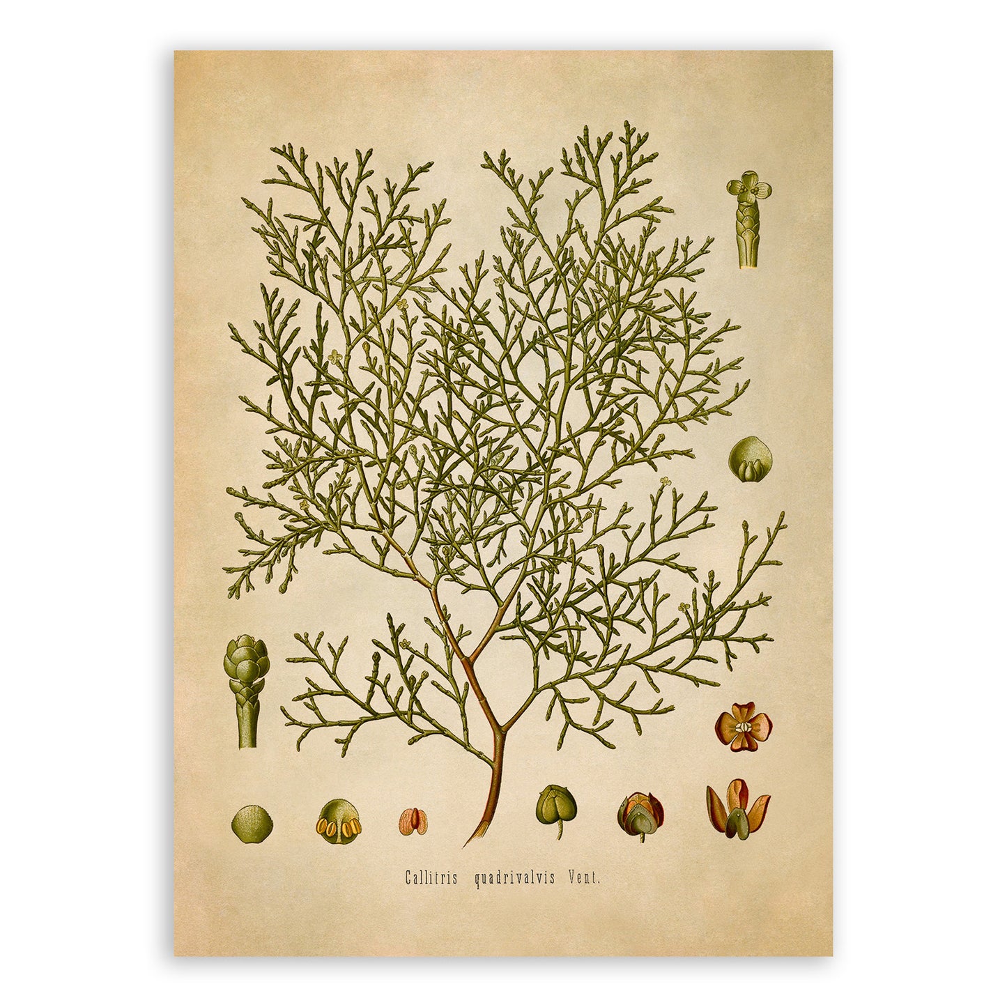 Sandarac Tree Botanical Illustration Print, MOBO101