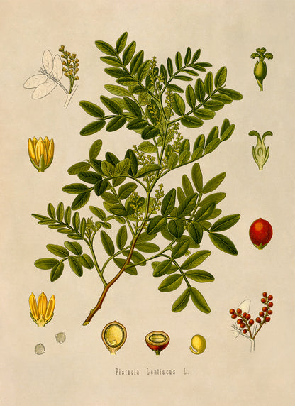 Mastic Tree Botanical Illustration Print, MOBO102