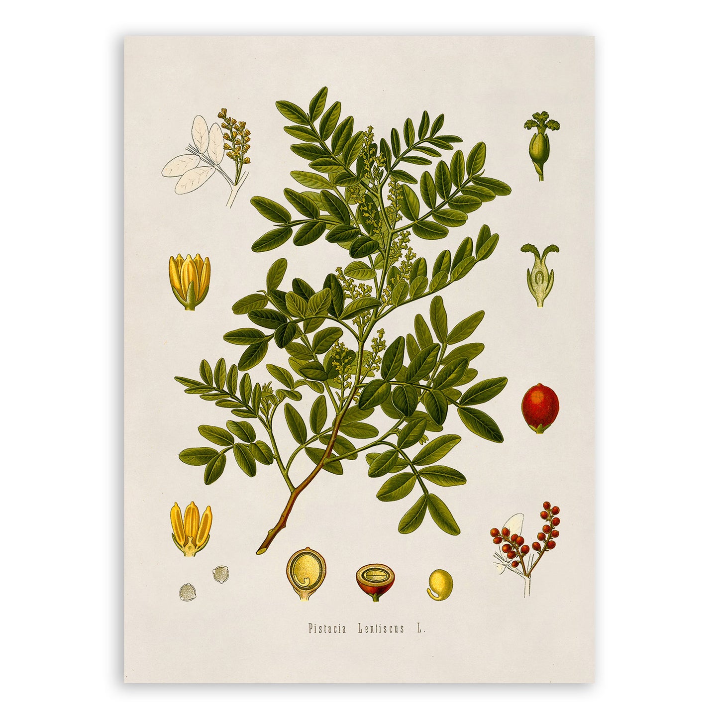 Mastic Tree Botanical Illustration Print, MOBO102