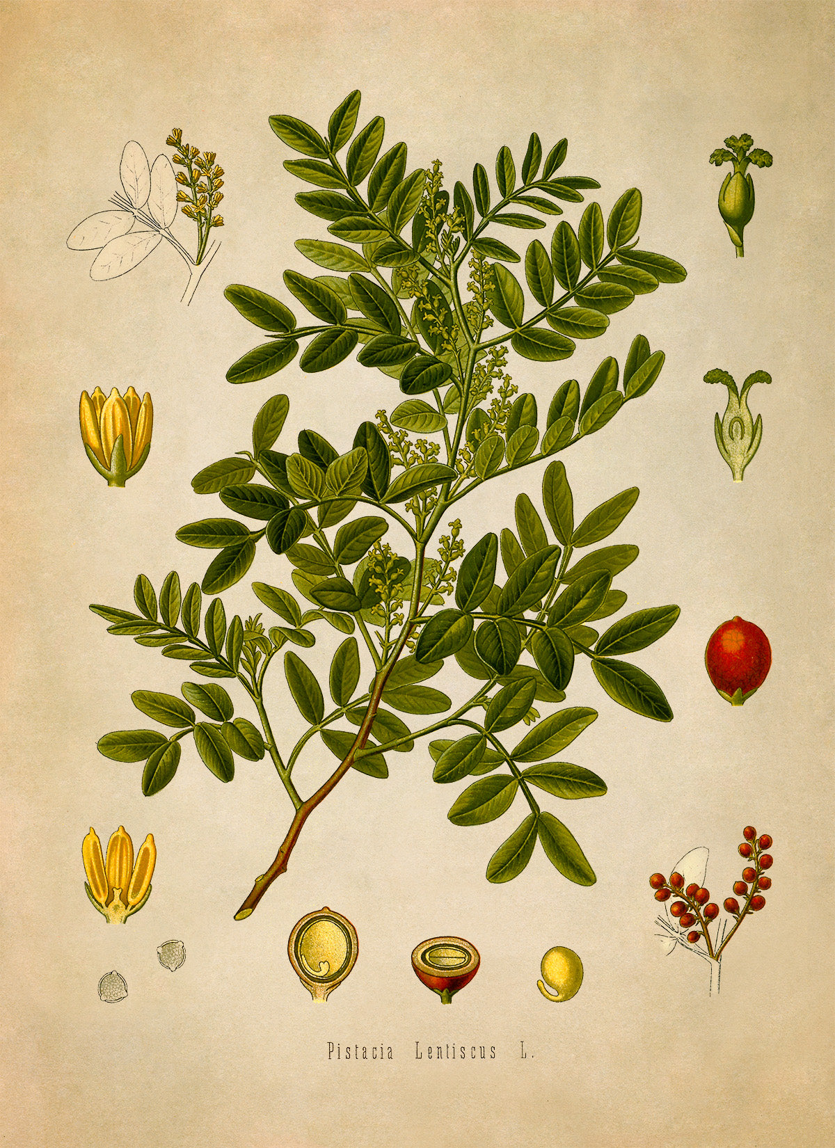 Mastic Tree Botanical Illustration Print, MOBO102