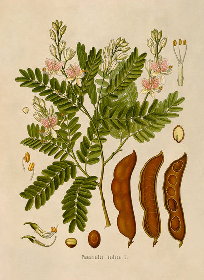 Tamarind Tree Botanical Illustration Print, MOBO103