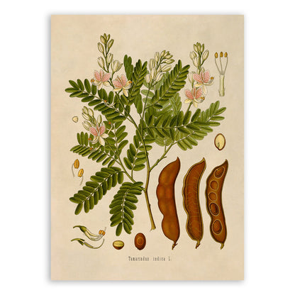 Tamarind Tree Botanical Illustration Print, MOBO103