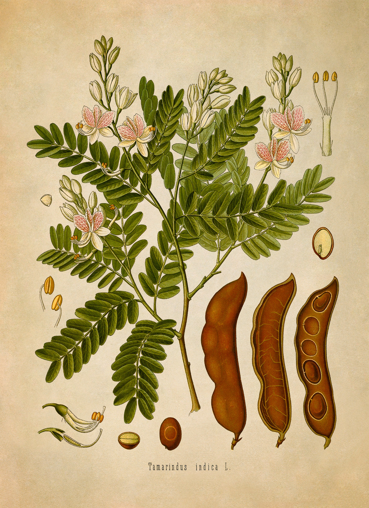 Tamarind Tree Botanical Illustration Print, MOBO103