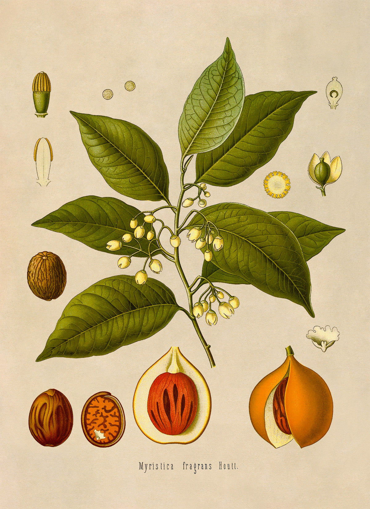 Nutmeg Plant Botanical Illustration Print, MOBO104