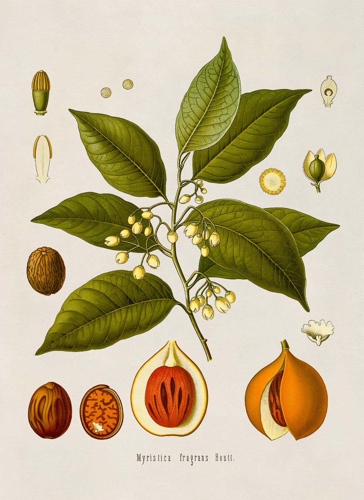 Nutmeg Plant Botanical Illustration Print, MOBO104