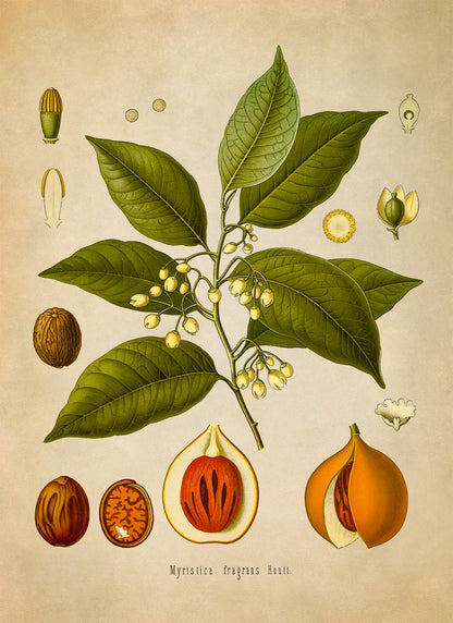 Nutmeg Plant Botanical Illustration Print, MOBO104