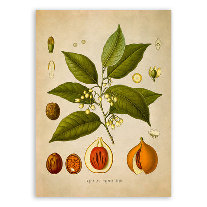 Nutmeg Plant Botanical Illustration Print, MOBO104