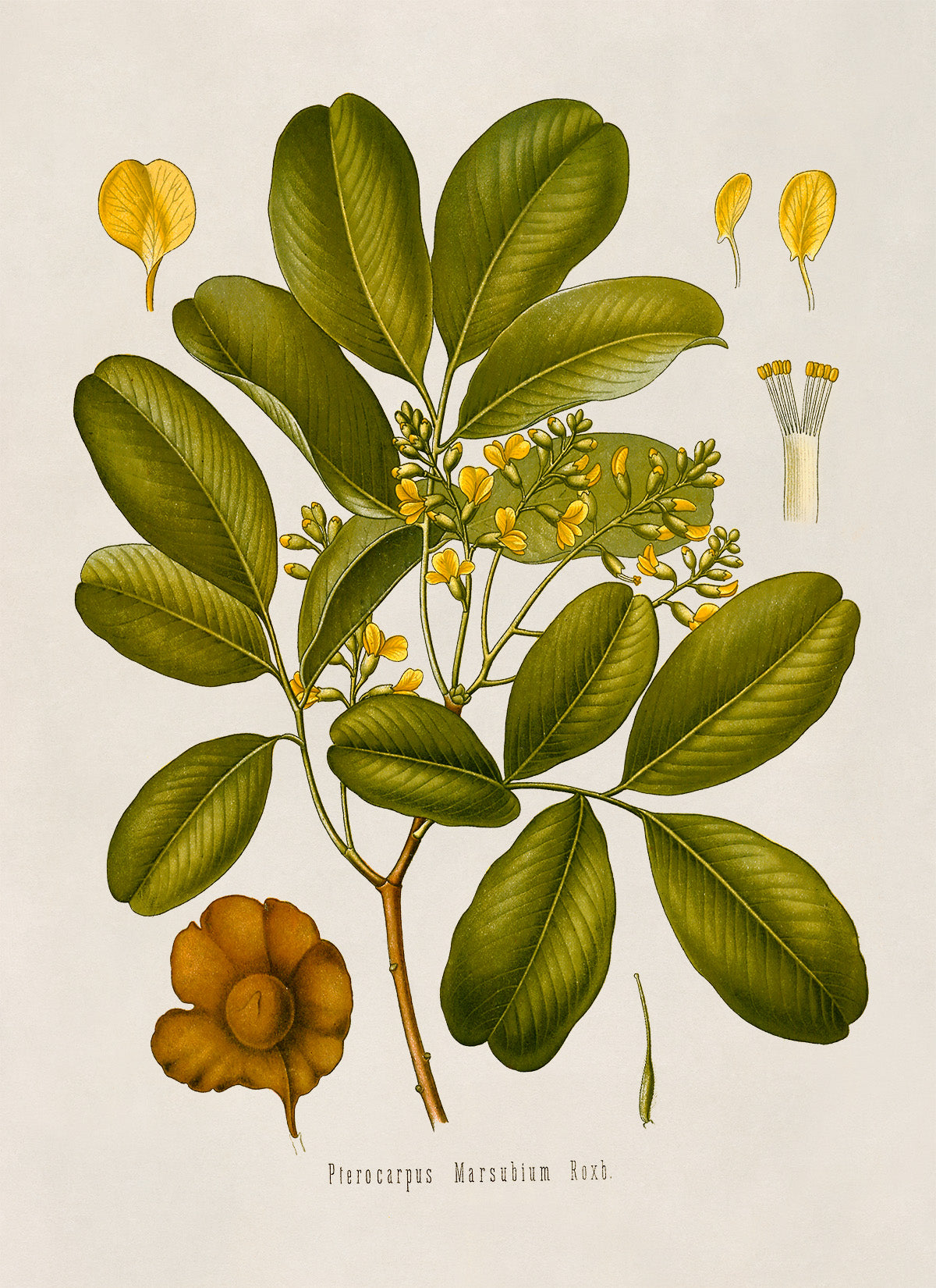 Malabar Kino Tree Botanical Illustration Print, MOBO105