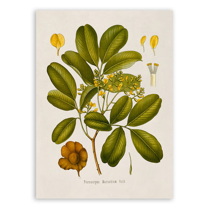 Malabar Kino Tree Botanical Illustration Print, MOBO105