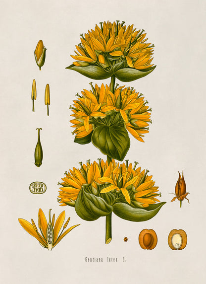 Great Yellow Gentian Plant Botanical Illustration Print, MOBO106