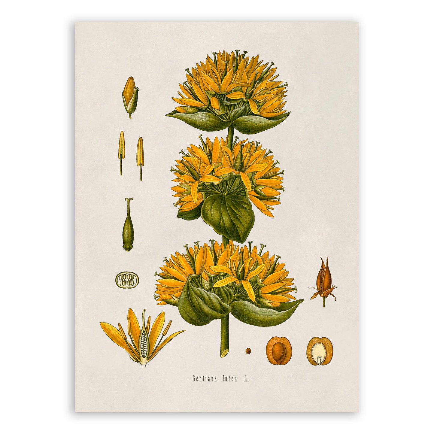 Great Yellow Gentian Plant Botanical Illustration Print, MOBO106