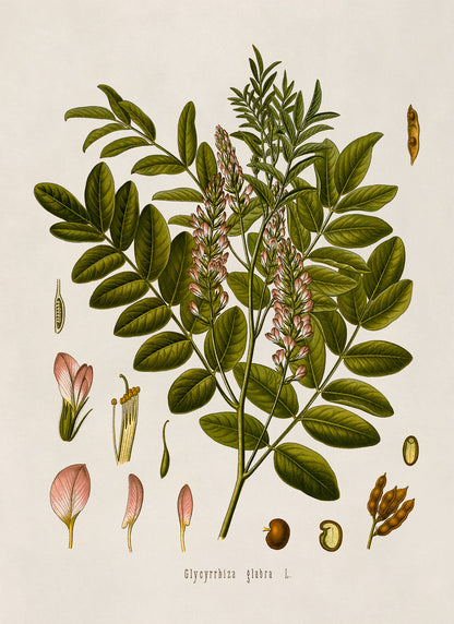 Licorice Plant Botanical Illustration Print, MOBO107