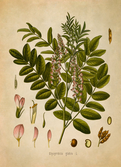 Licorice Plant Botanical Illustration Print, MOBO107