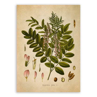 Licorice Plant Botanical Illustration Print, MOBO107