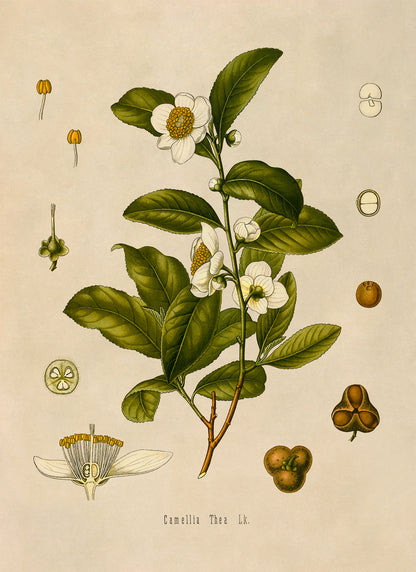 Tea Plant Botanical Illustration Print, MOBO108