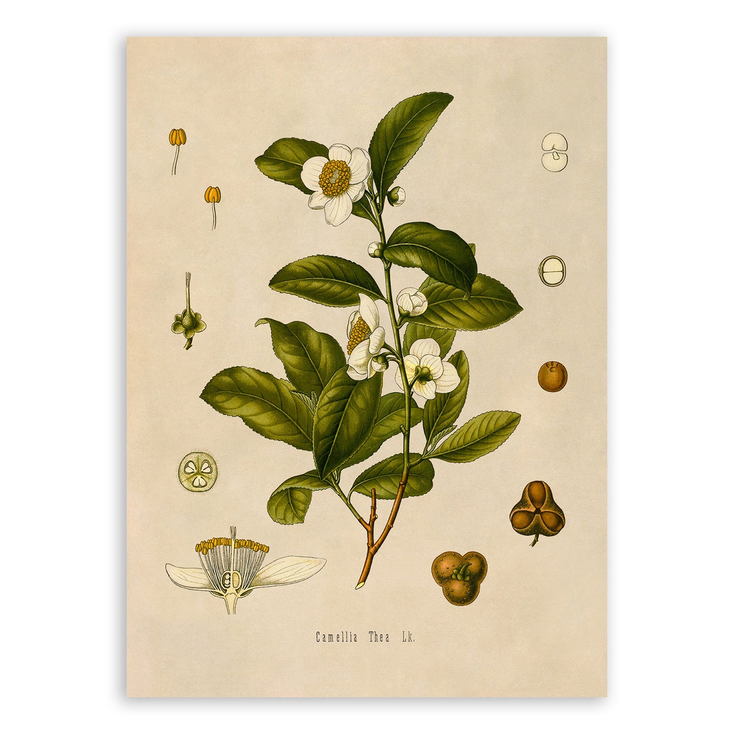 Tea Plant Botanical Illustration Print, MOBO108