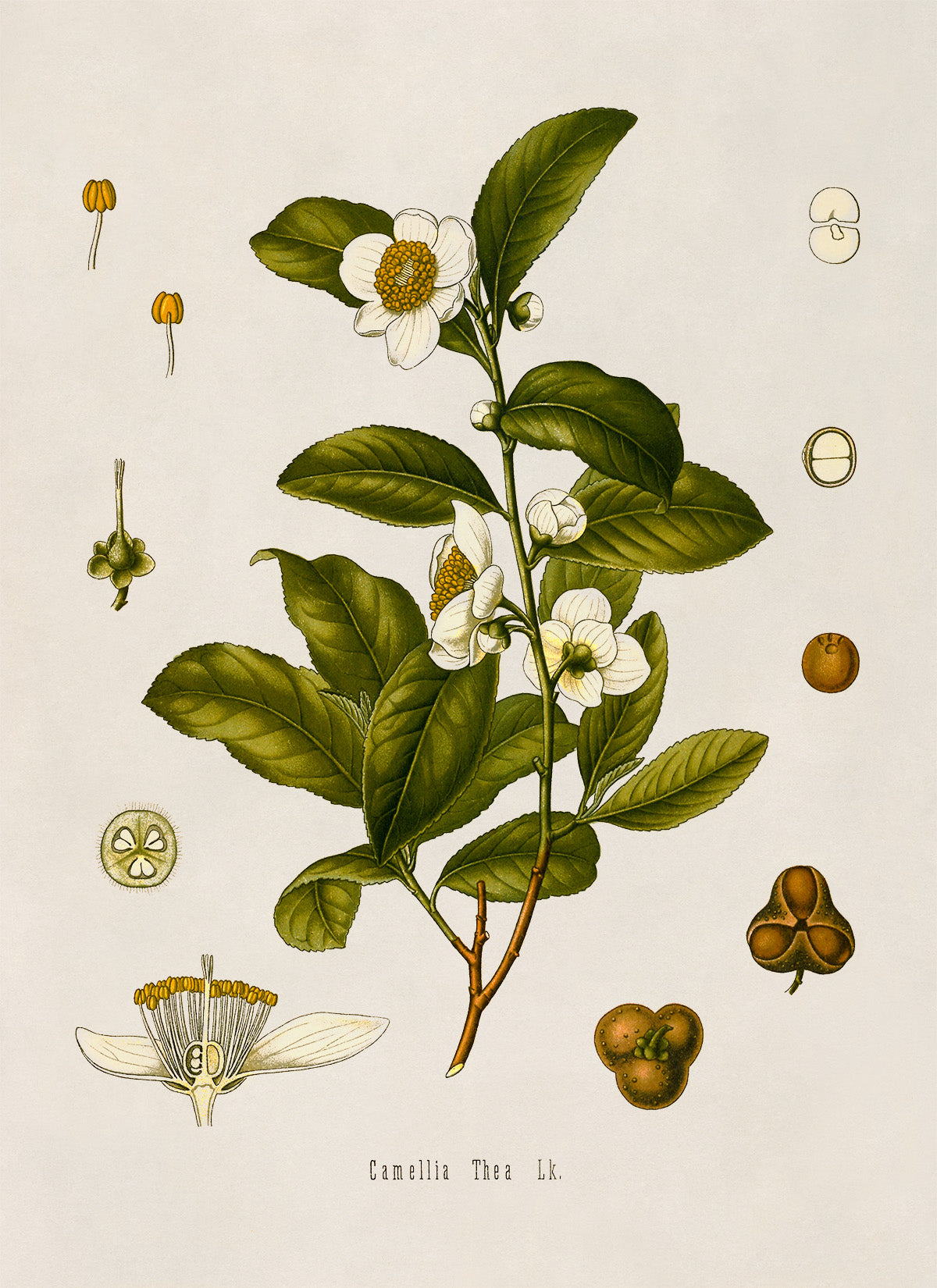 Tea Plant Botanical Illustration Print, MOBO108