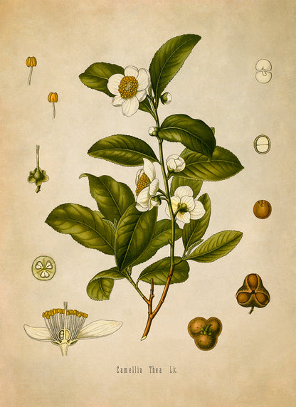 Tea Plant Botanical Illustration Print, MOBO108