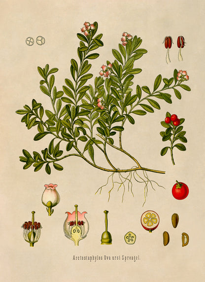 Kinnikinnick Plant Botanical Illustration Print, MOBO109