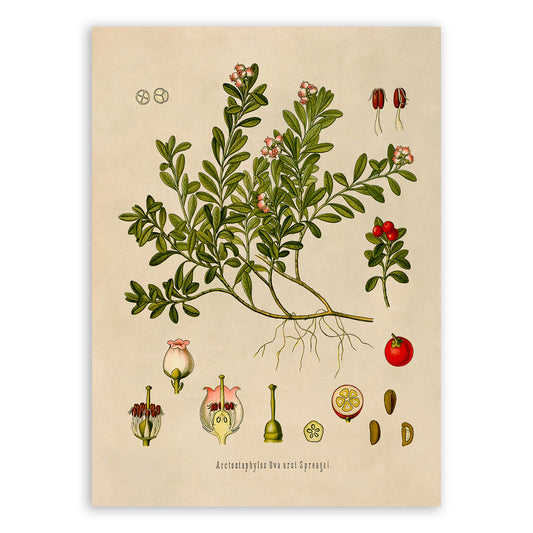 Kinnikinnick Plant Botanical Illustration Print, MOBO109