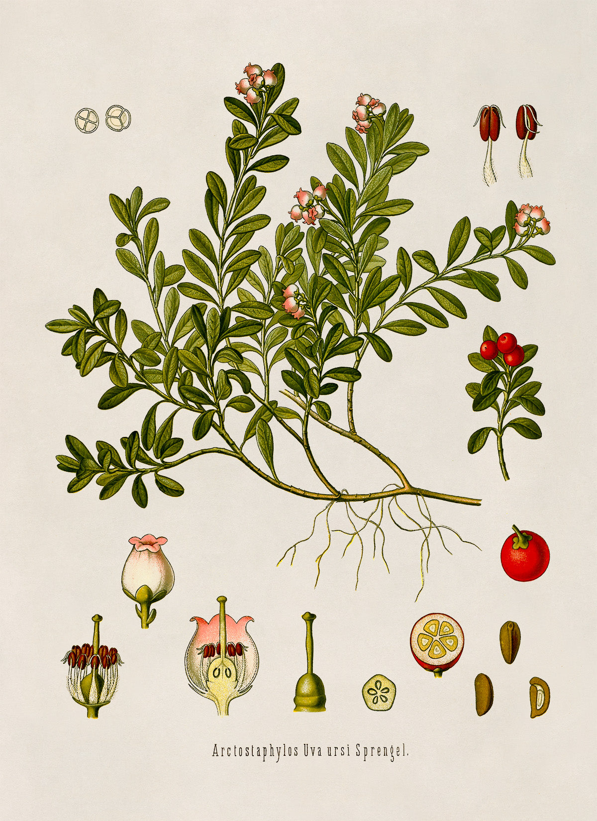 Kinnikinnick Plant Botanical Illustration Print, MOBO109