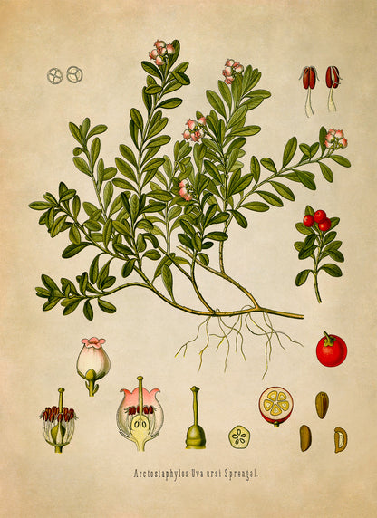 Kinnikinnick Plant Botanical Illustration Print, MOBO109