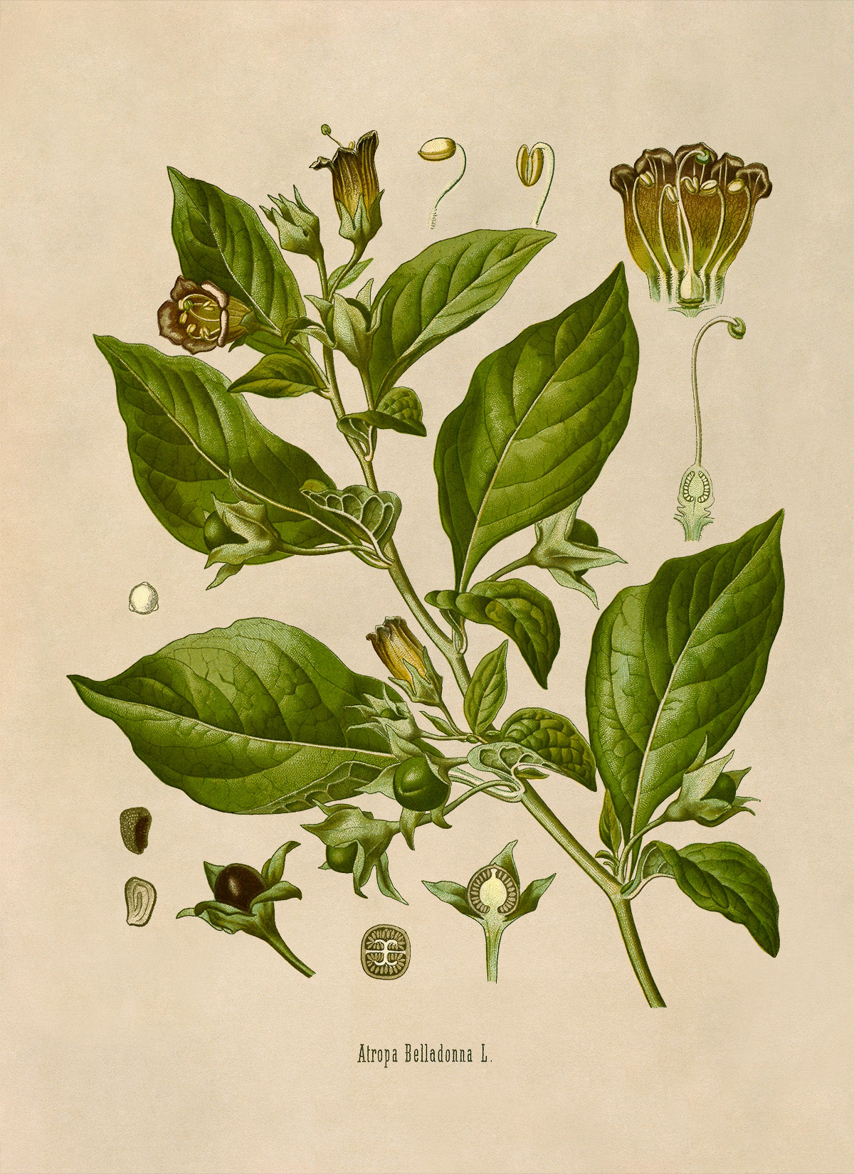 Deadly Nightshade Poisonous Plant Botanical Illustration Print, MOBO10