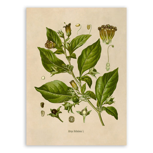 Deadly Nightshade Poisonous Plant Botanical Illustration Print, MOBO10