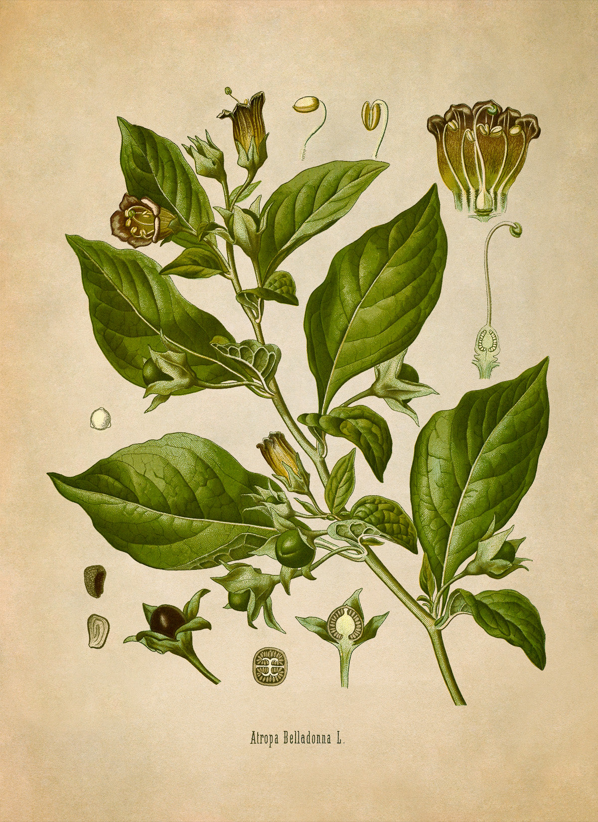 Deadly Nightshade Poisonous Plant Botanical Illustration Print, MOBO10