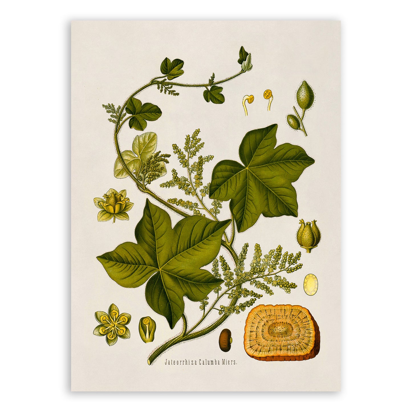 Jateorhiza Calumba Plant Botanical Illustration Print, MOBO111