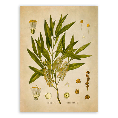 Weeping Paperbark Plant Botanical Illustration Print, MOBO112