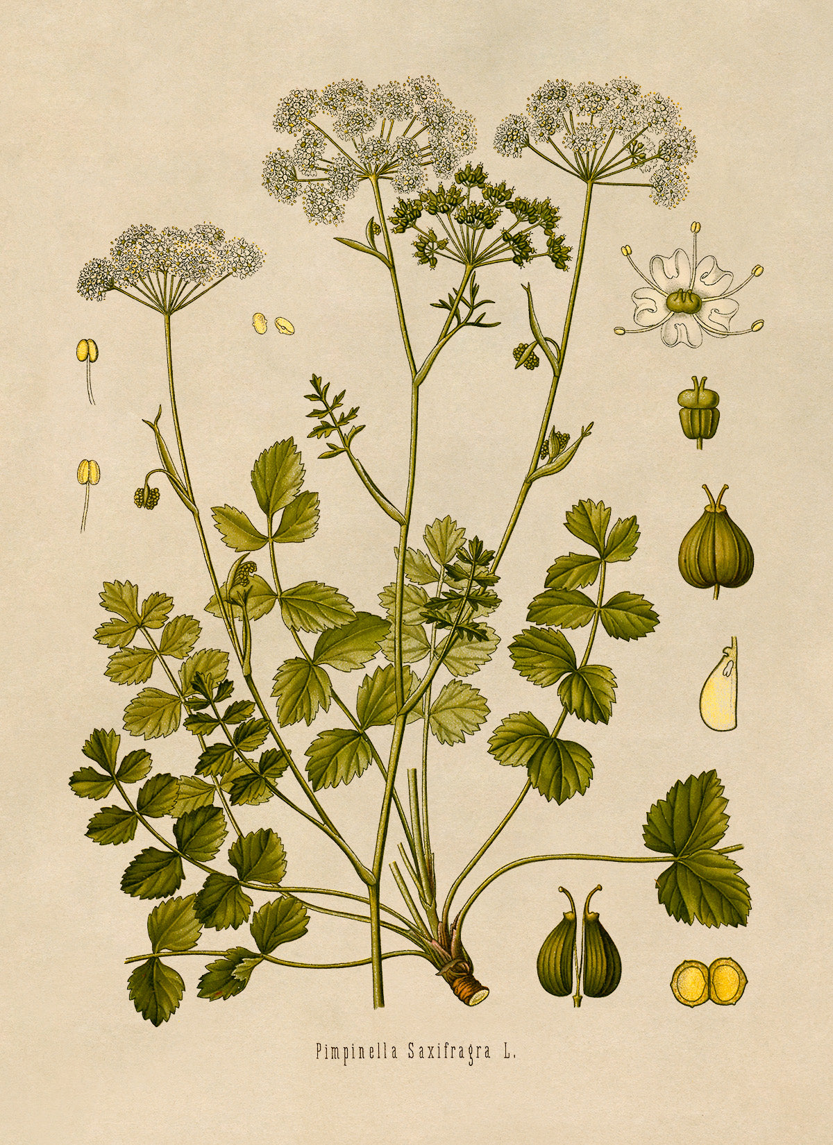 Burnet Saxifrage Plant Botanical Illustration Print, MOBO113