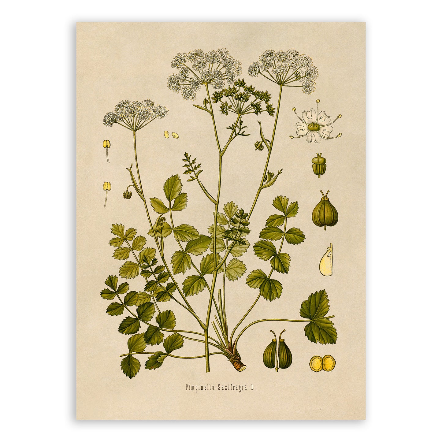 Burnet Saxifrage Plant Botanical Illustration Print, MOBO113