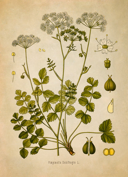 Burnet Saxifrage Plant Botanical Illustration Print, MOBO113