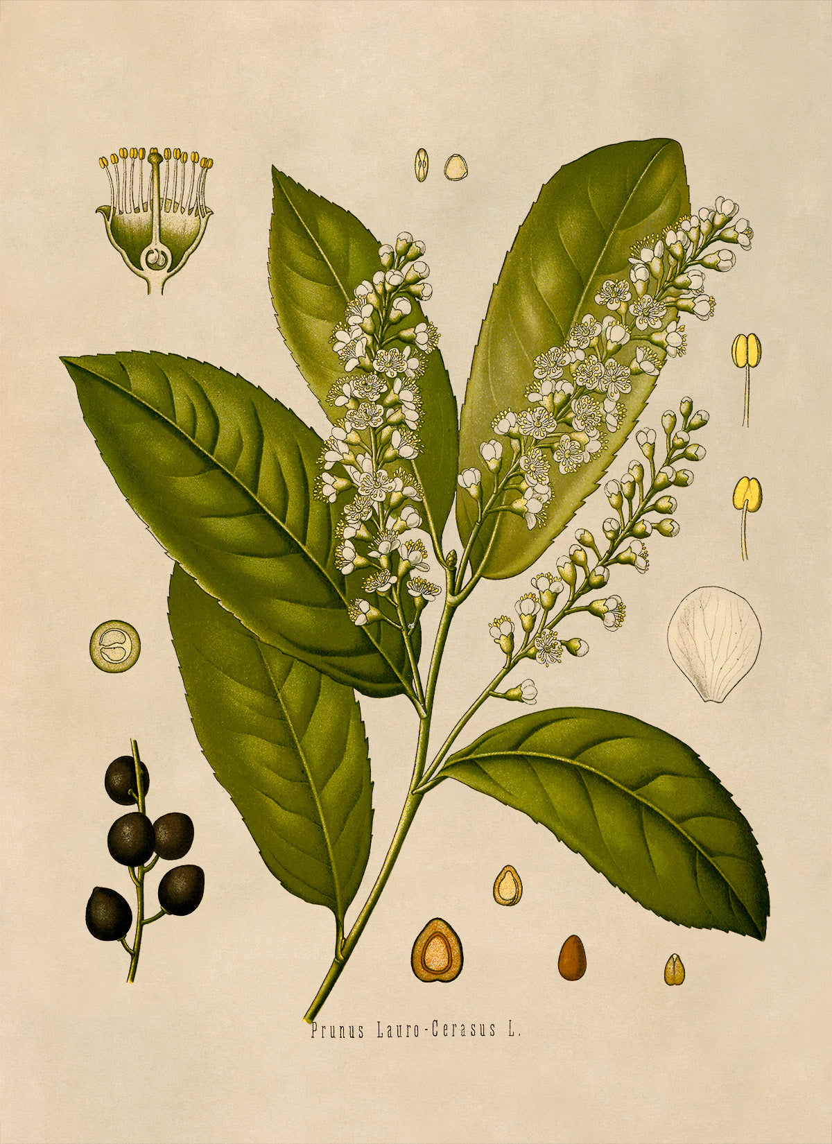 Cherry Laurel Plant Botanical Illustration Print, MOBO114